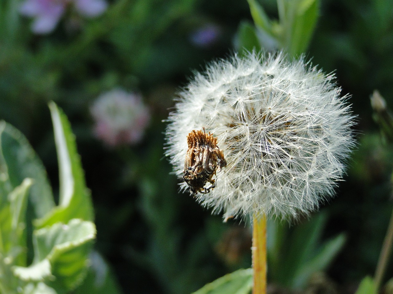 dandelion nature summer free photo