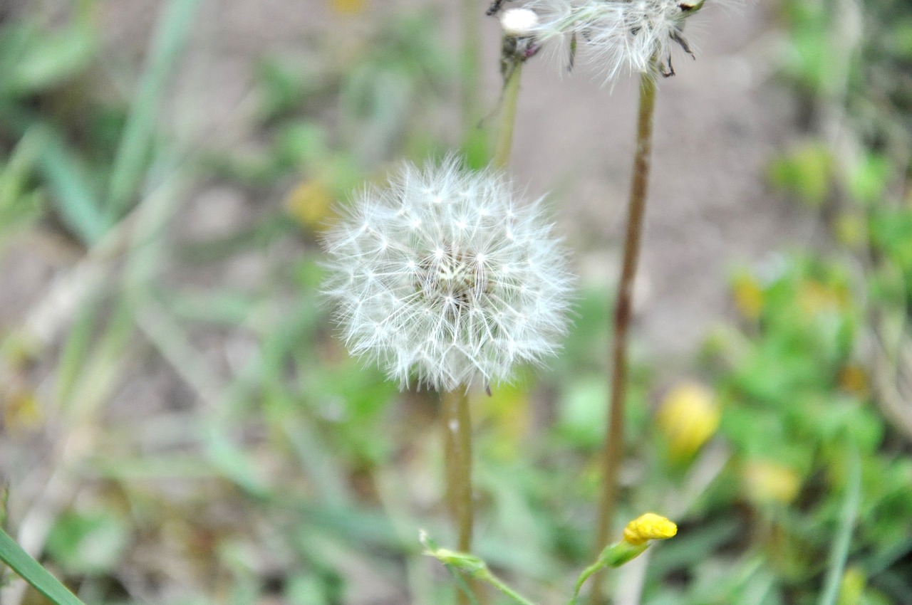 dandelion grasses spring free photo