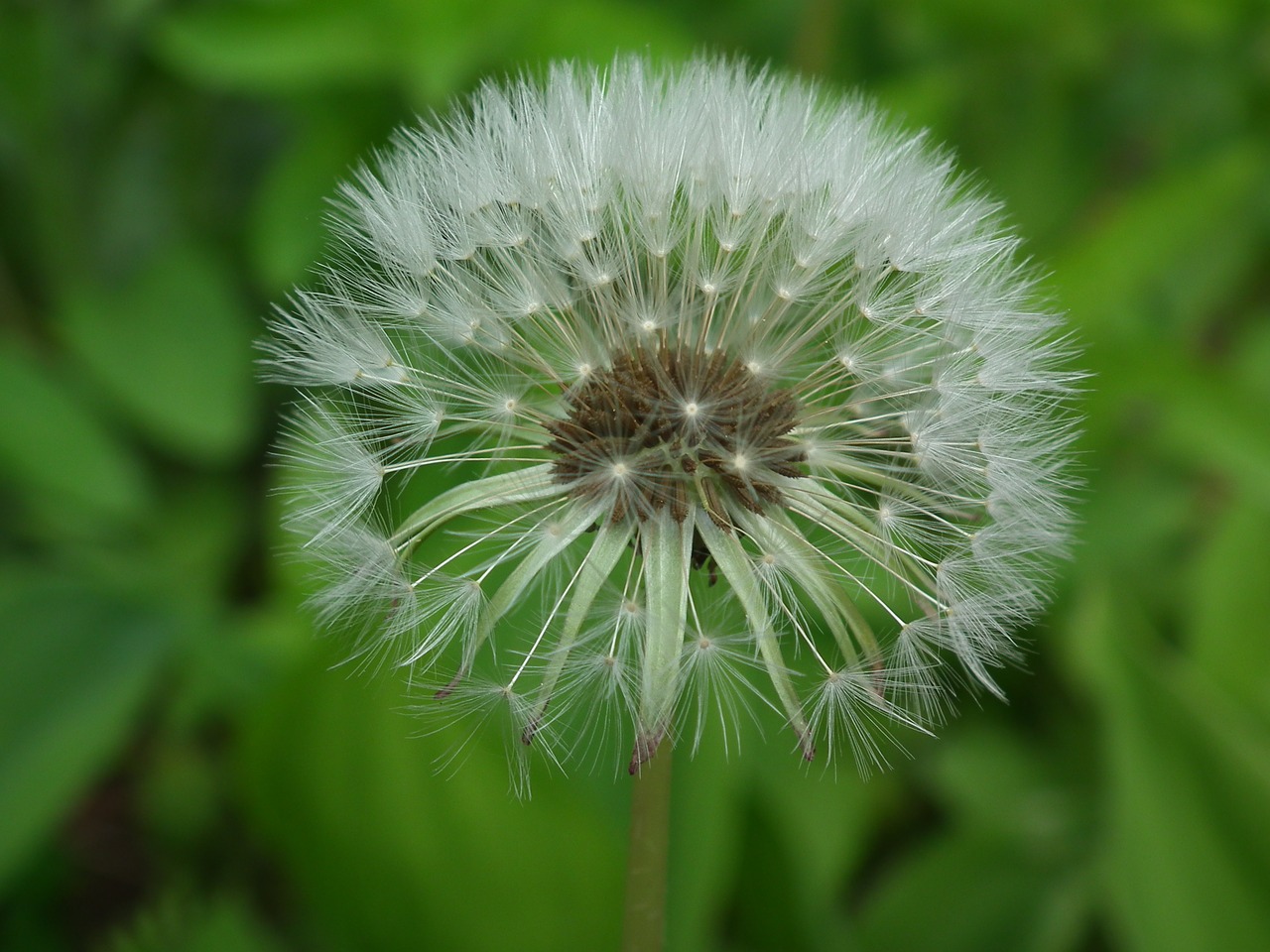 dandelion flower free pictures free photo