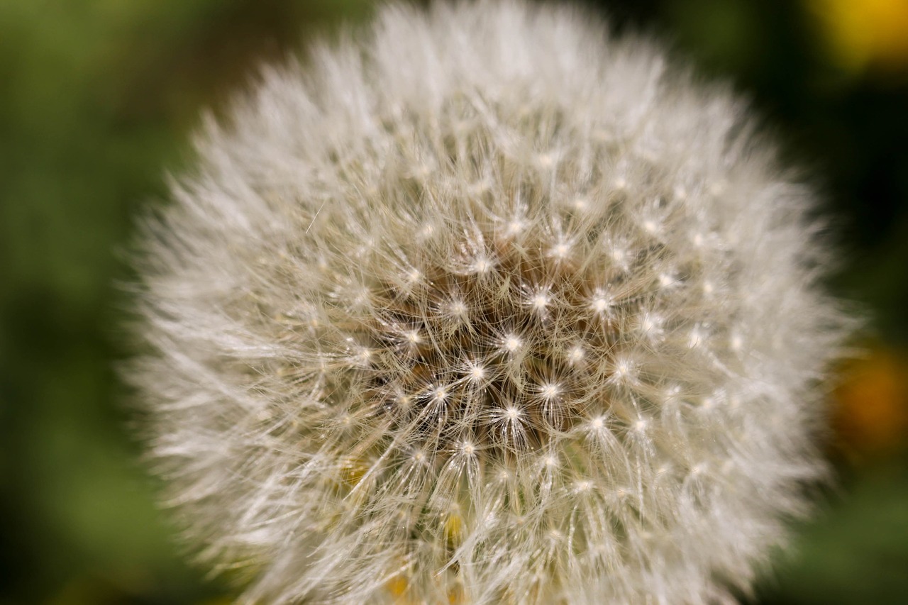 dandelion macro flower free photo