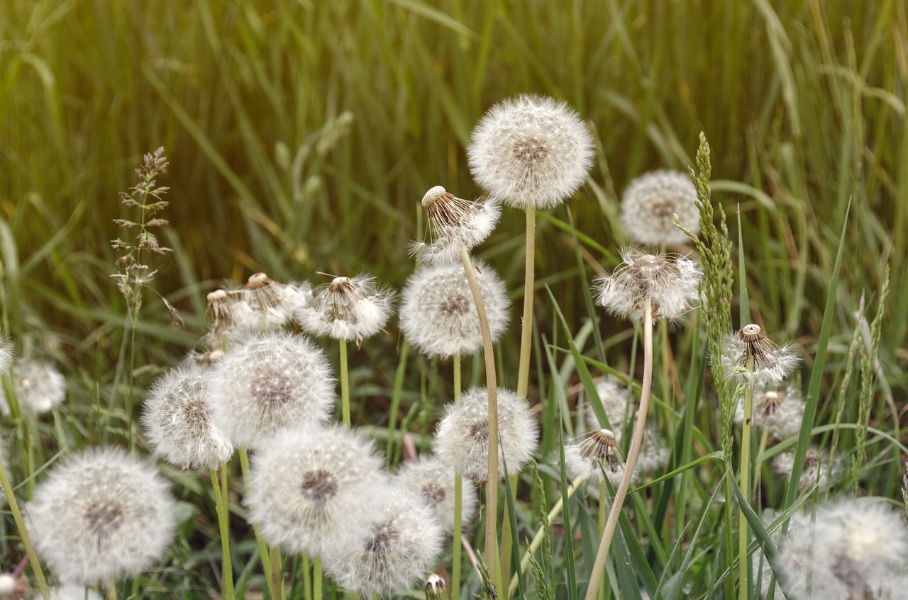 dandelion summer nature free photo