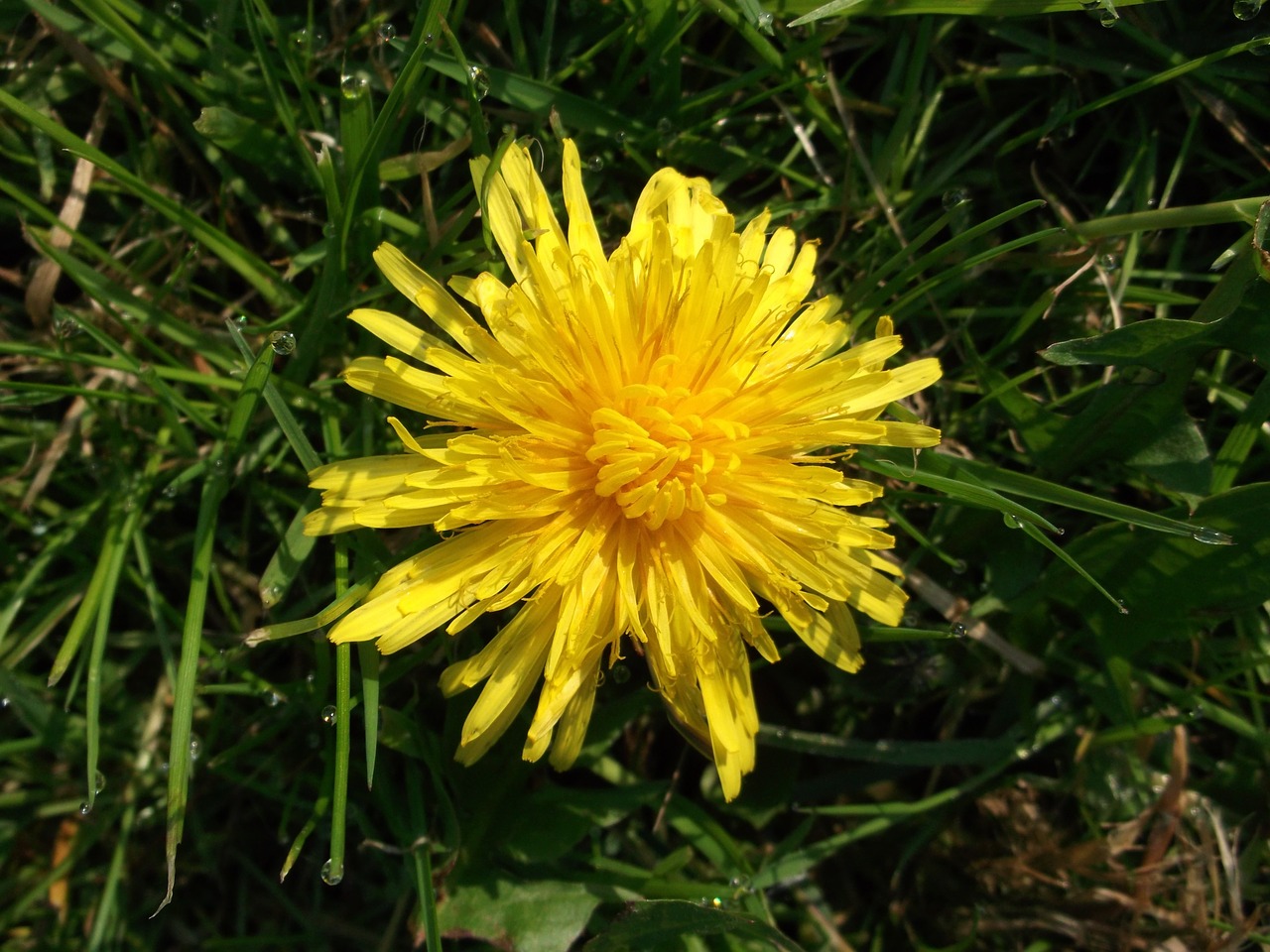 dandelion yellow plant free photo