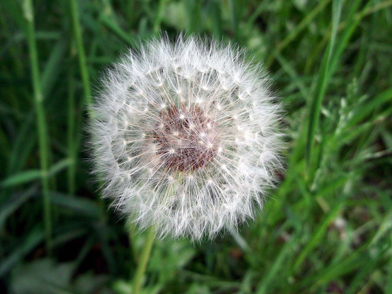 dandelion flying seeds wild plant free photo