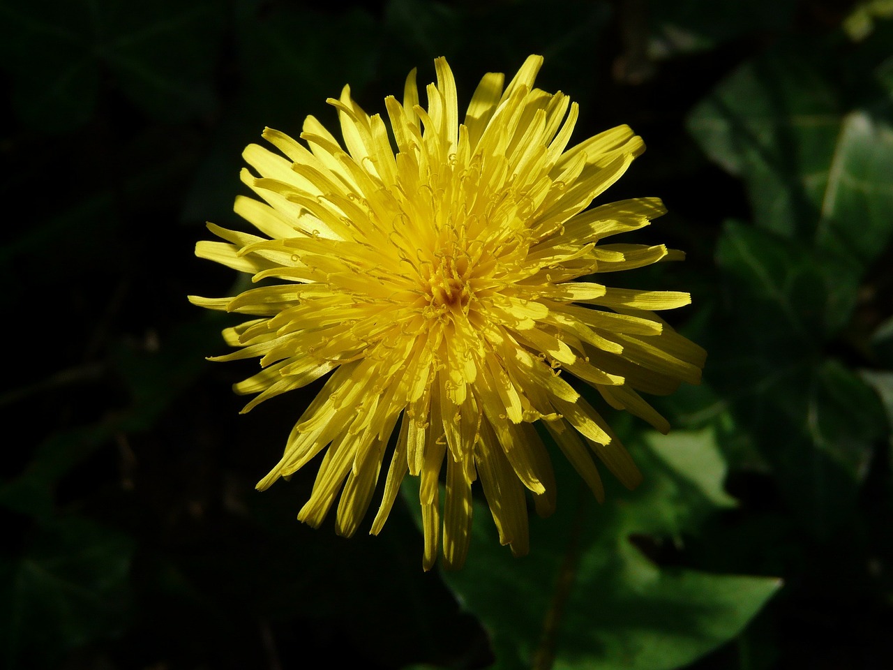 dandelion flower yellow free photo