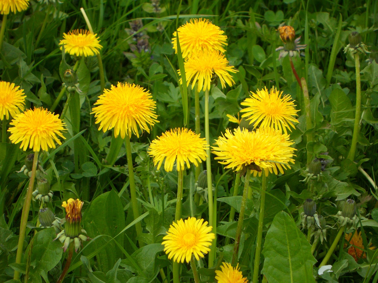 dandelion meadow spring free photo