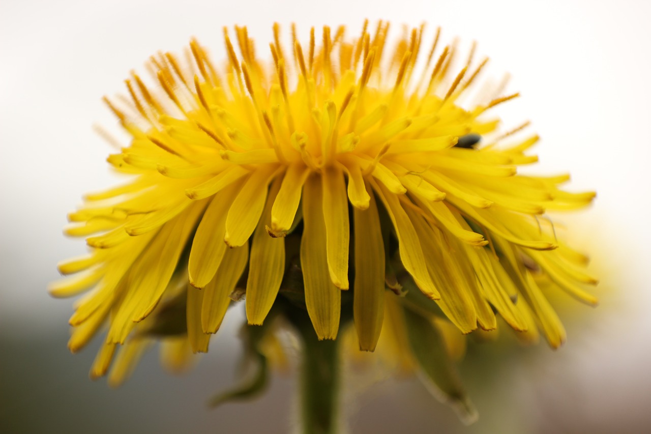 dandelion faded yellow free photo