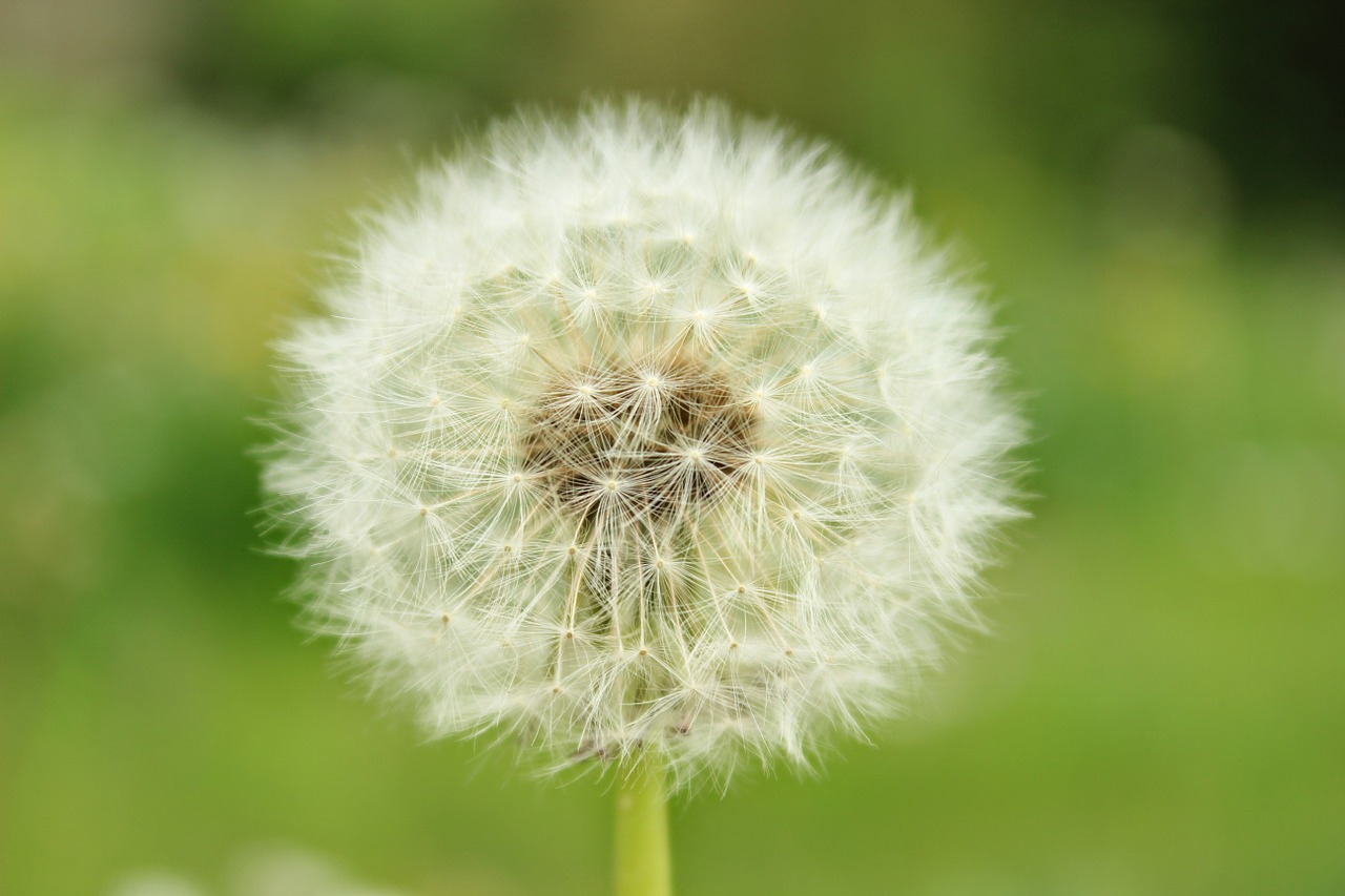 dandelion close macro free photo