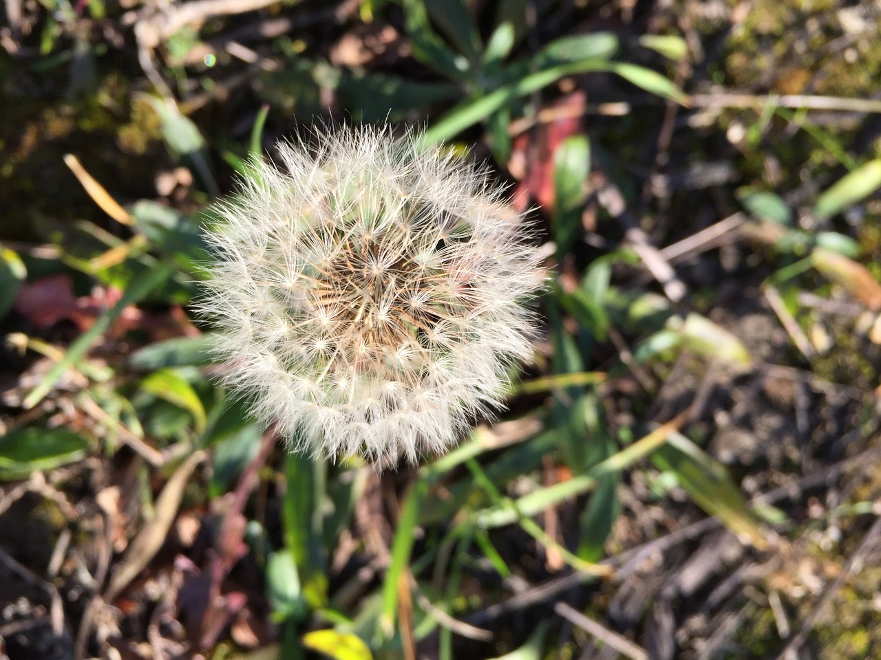 dandelion flower meadow free photo