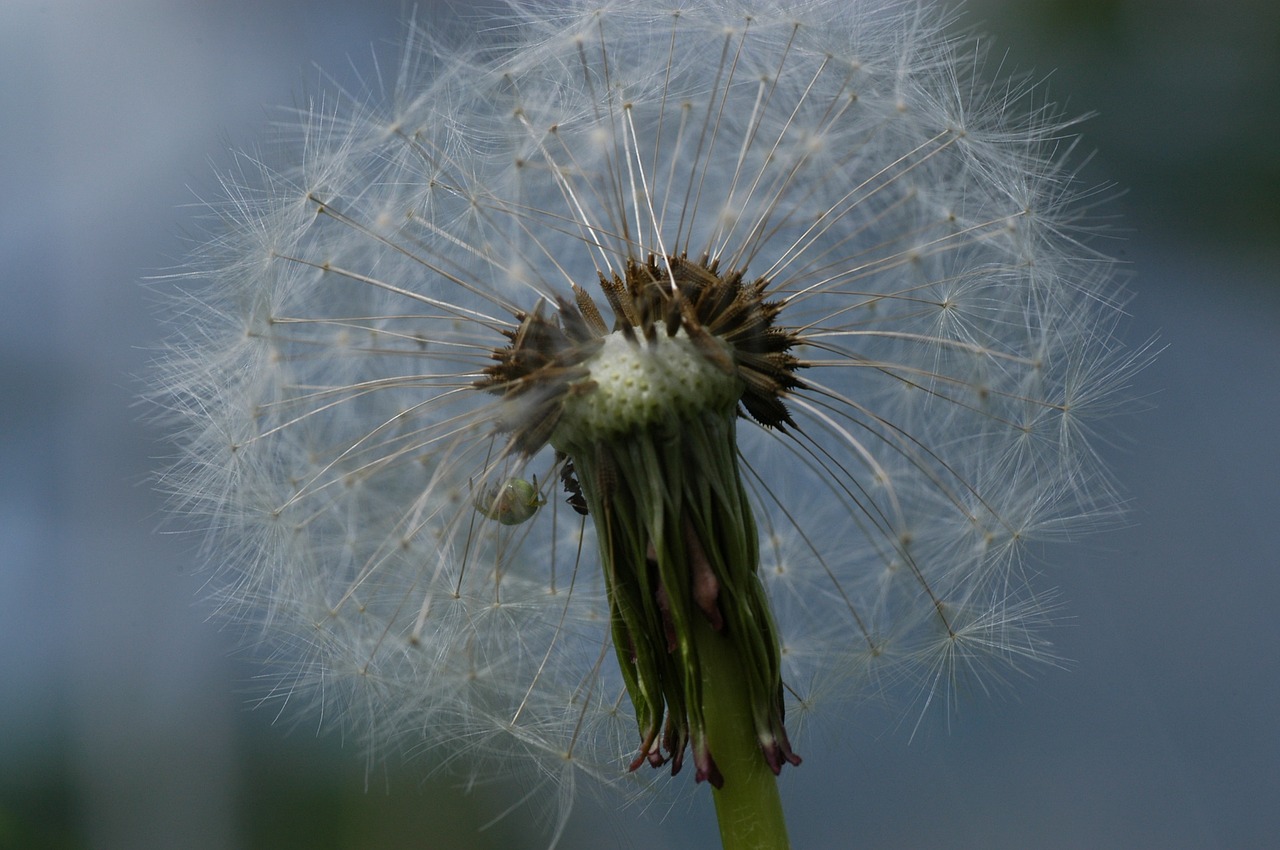 dandelion spring nature free photo