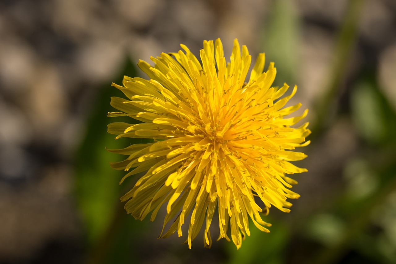 dandelion yellow orange free photo