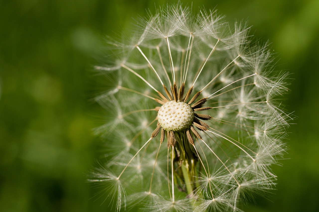 dandelion seeds blossom free photo