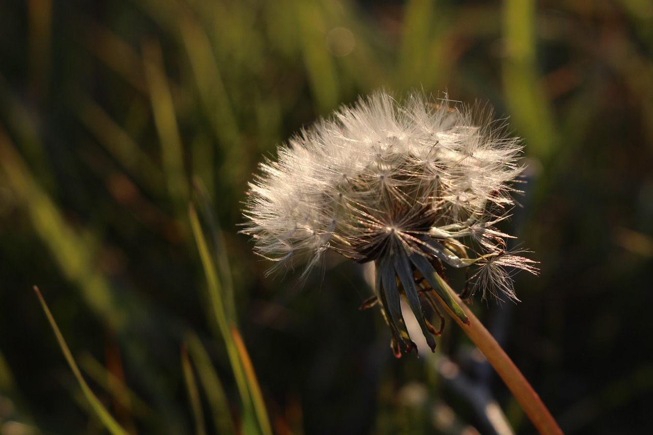 dandelion flower nature free photo