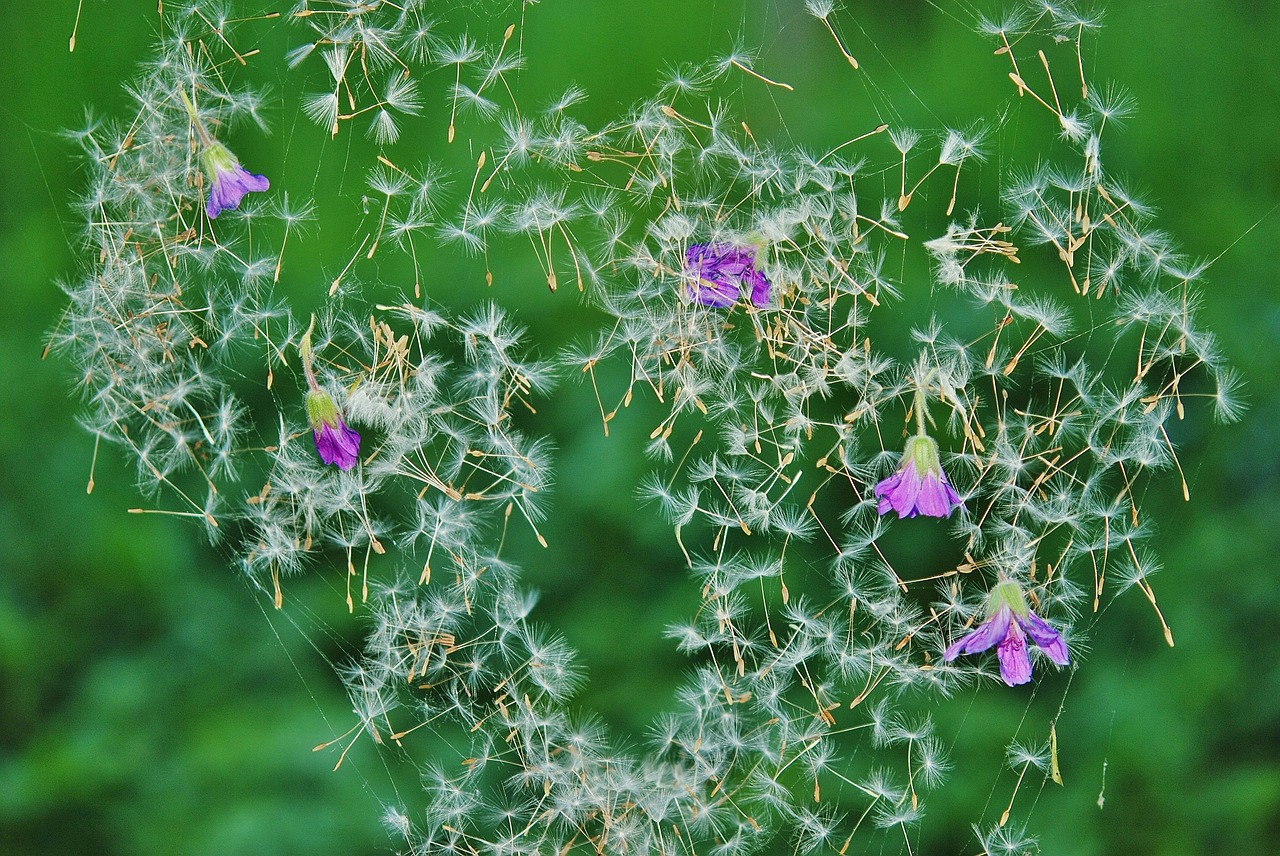 dandelion seeds flower free photo