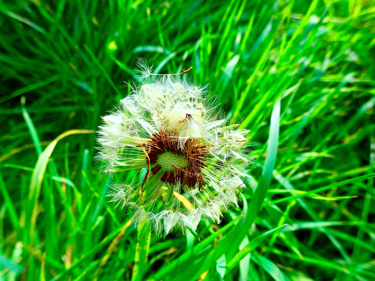 dandelion grass summer free photo
