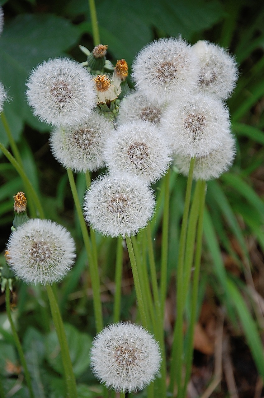 dandelion blossom bloom free photo