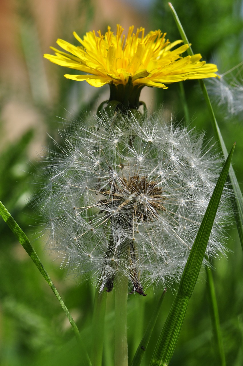 dandelion yellow white free photo