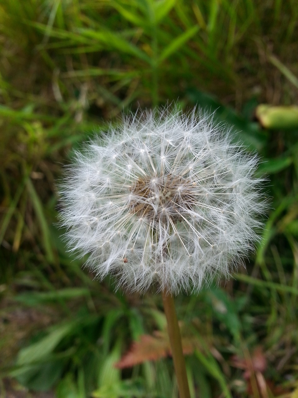 dandelion flower nature free photo