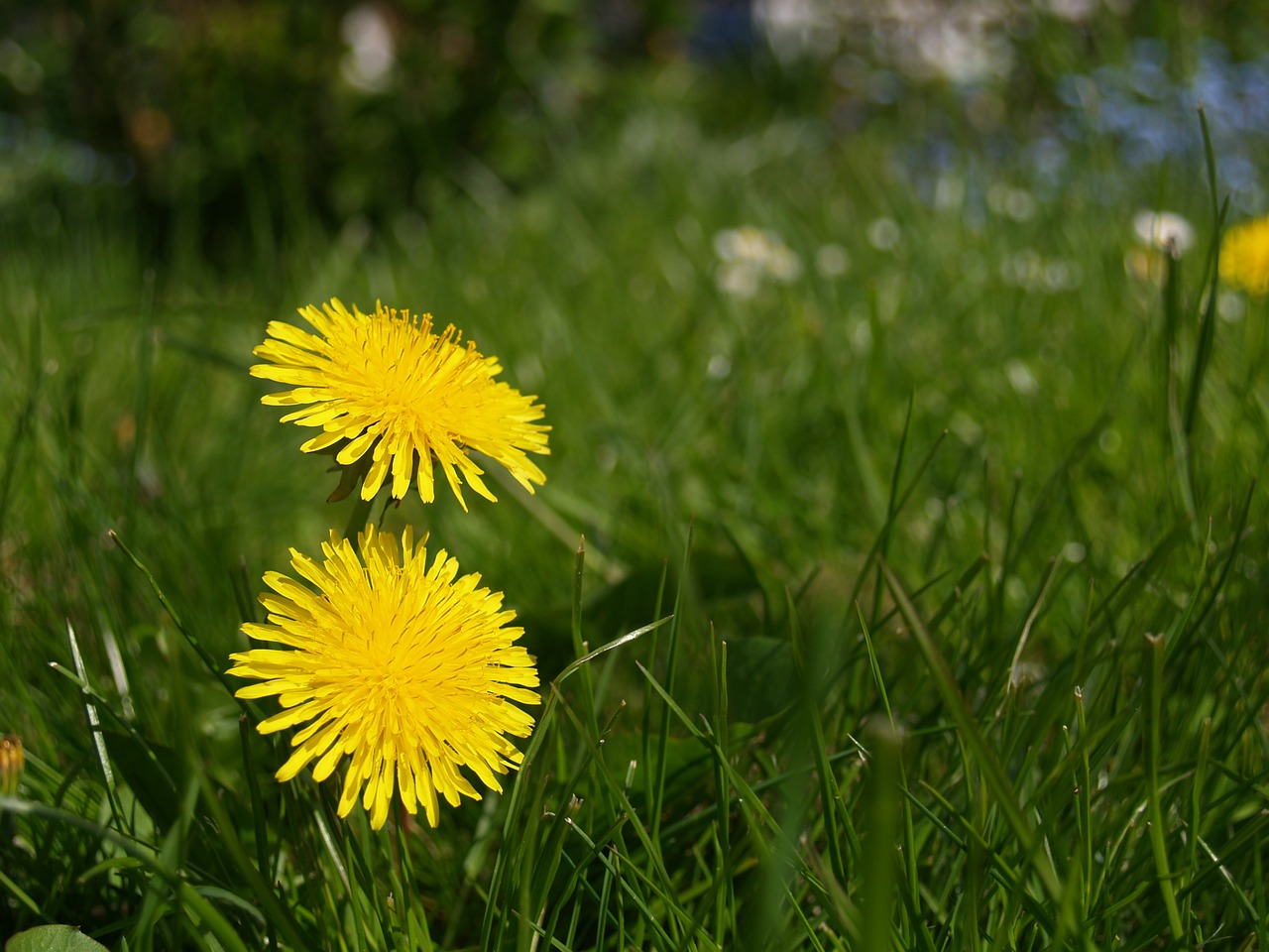 dandelion flower garden free photo