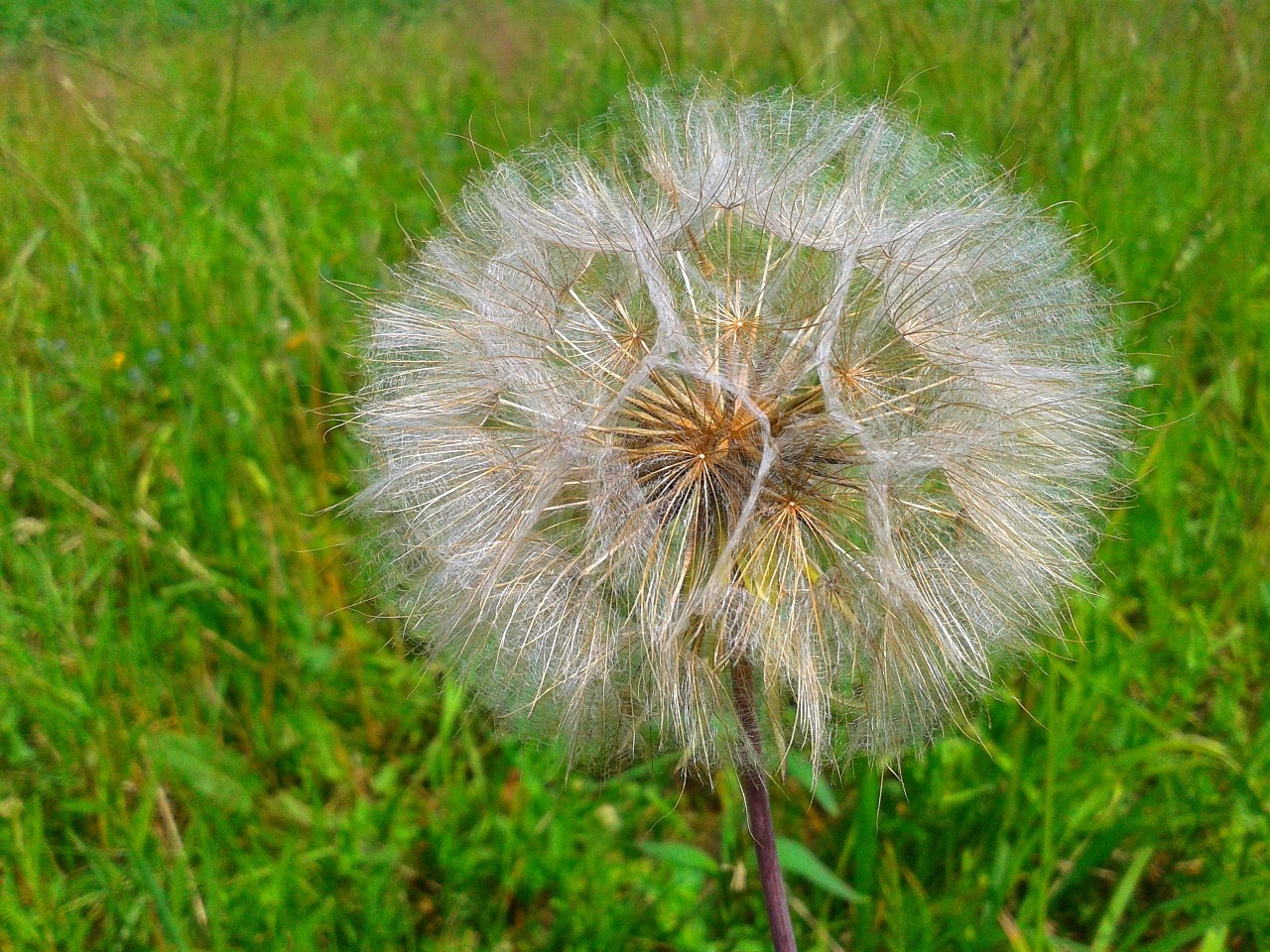 dandelion meadow nuns free photo