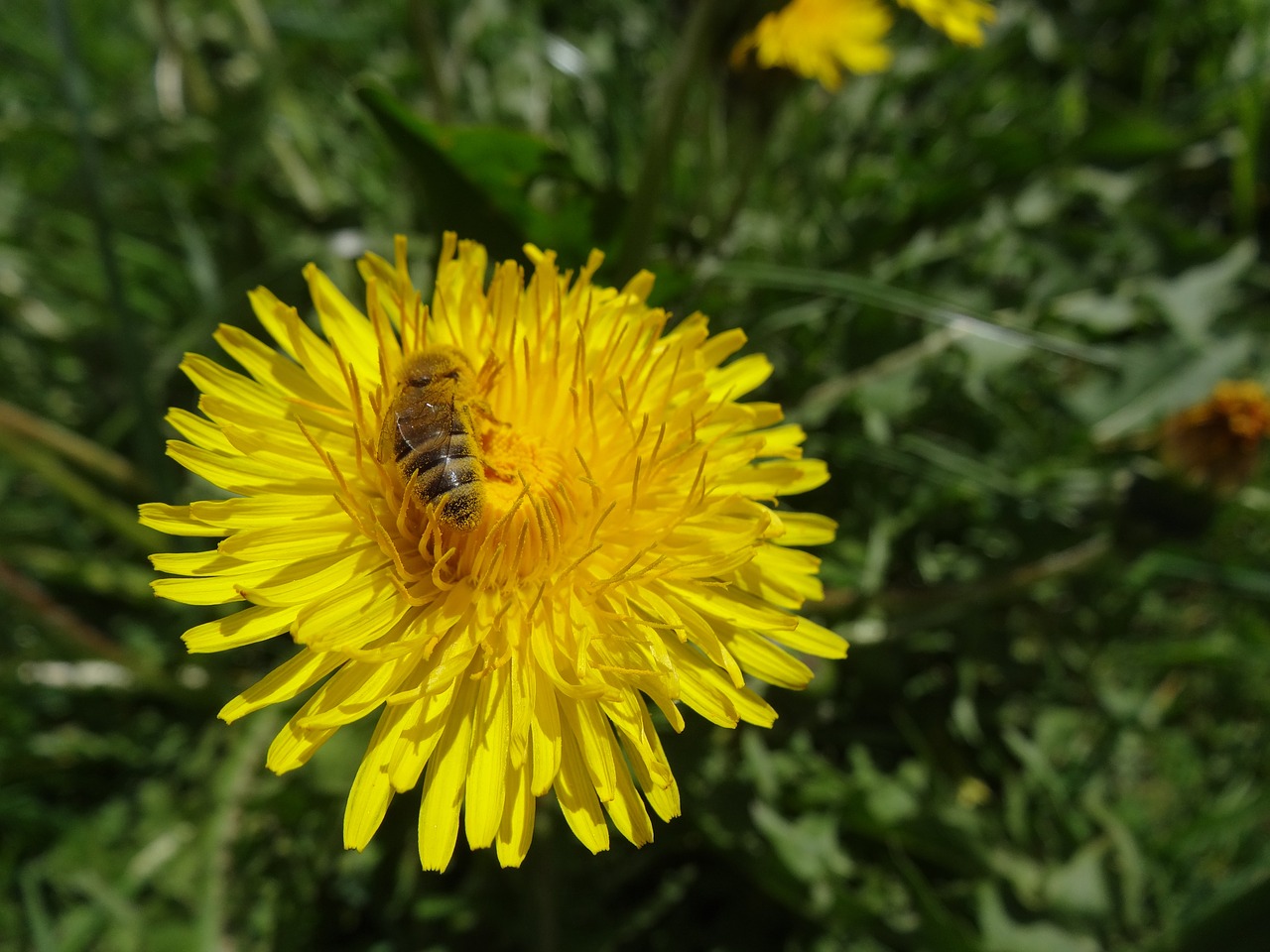 dandelion bee honey bee free photo