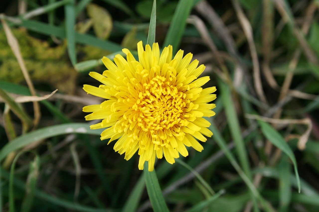 dandelion yellow flower flower free photo