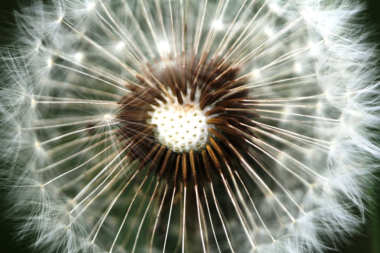 dandelion flower close free photo