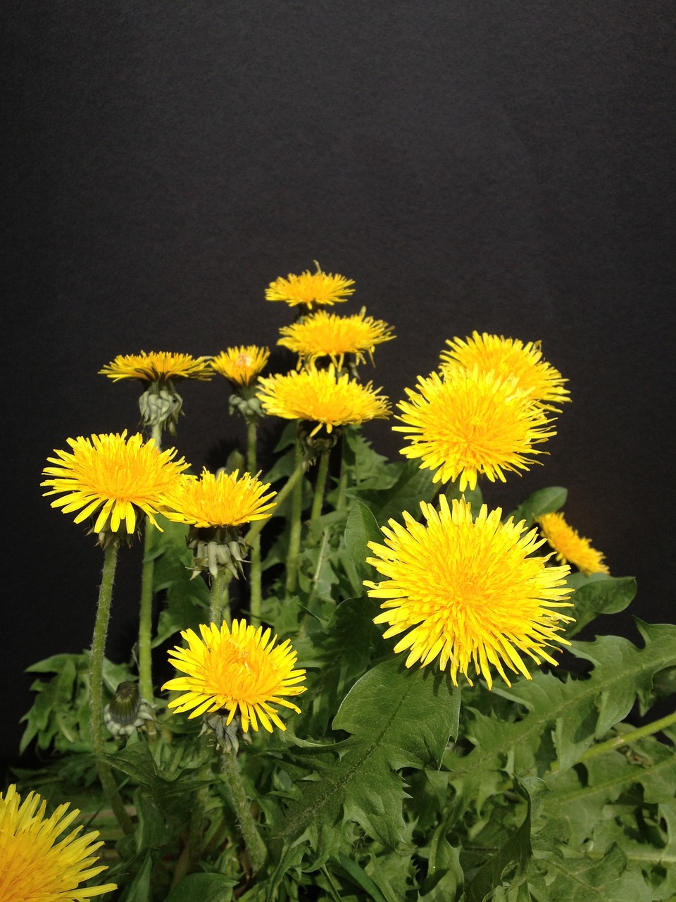 dandelion flowers edible free photo