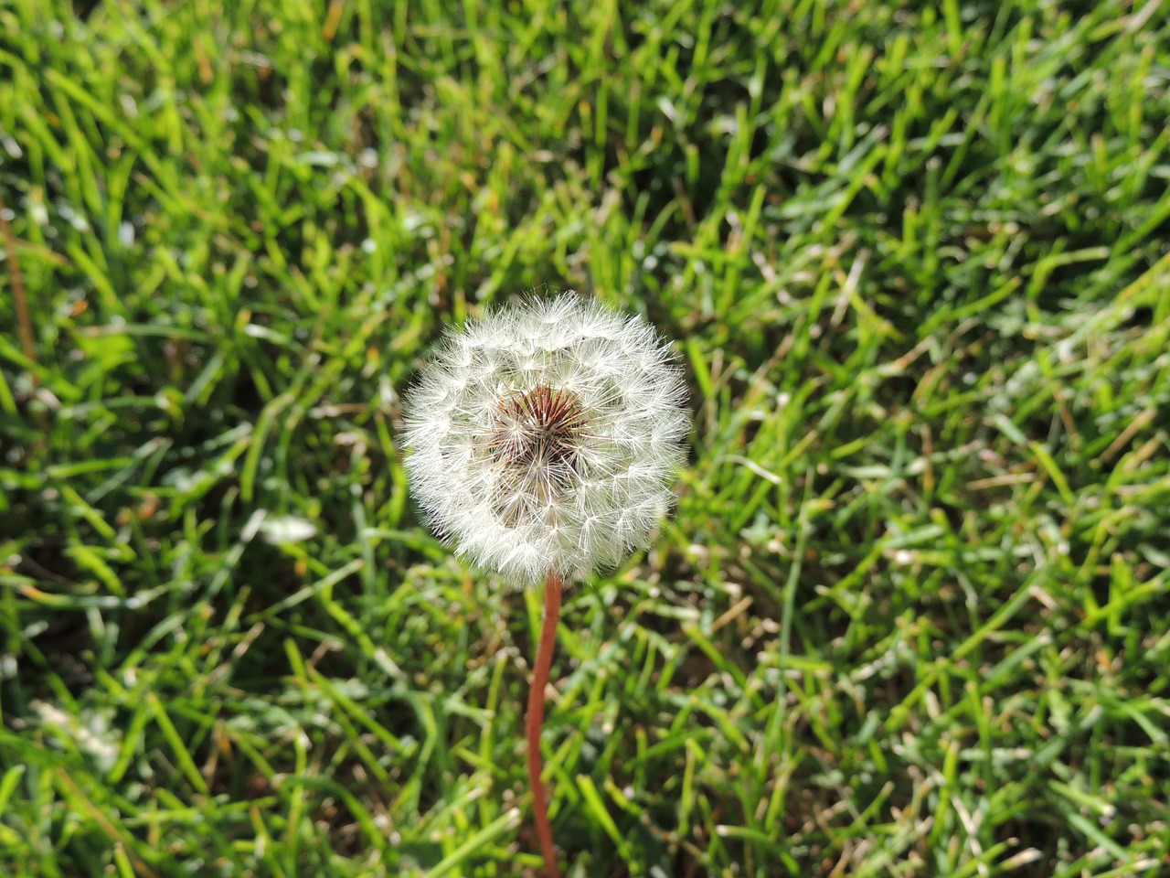 dandelion grass green free photo