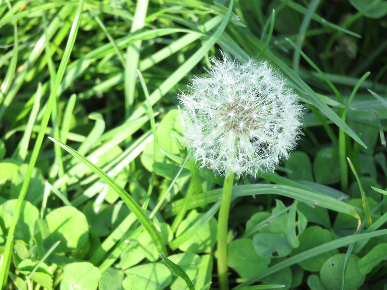 dandelion green grass free photo