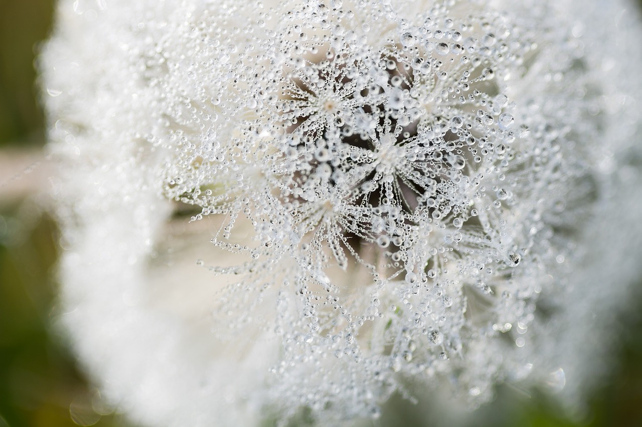 dandelion morgentau dew free photo