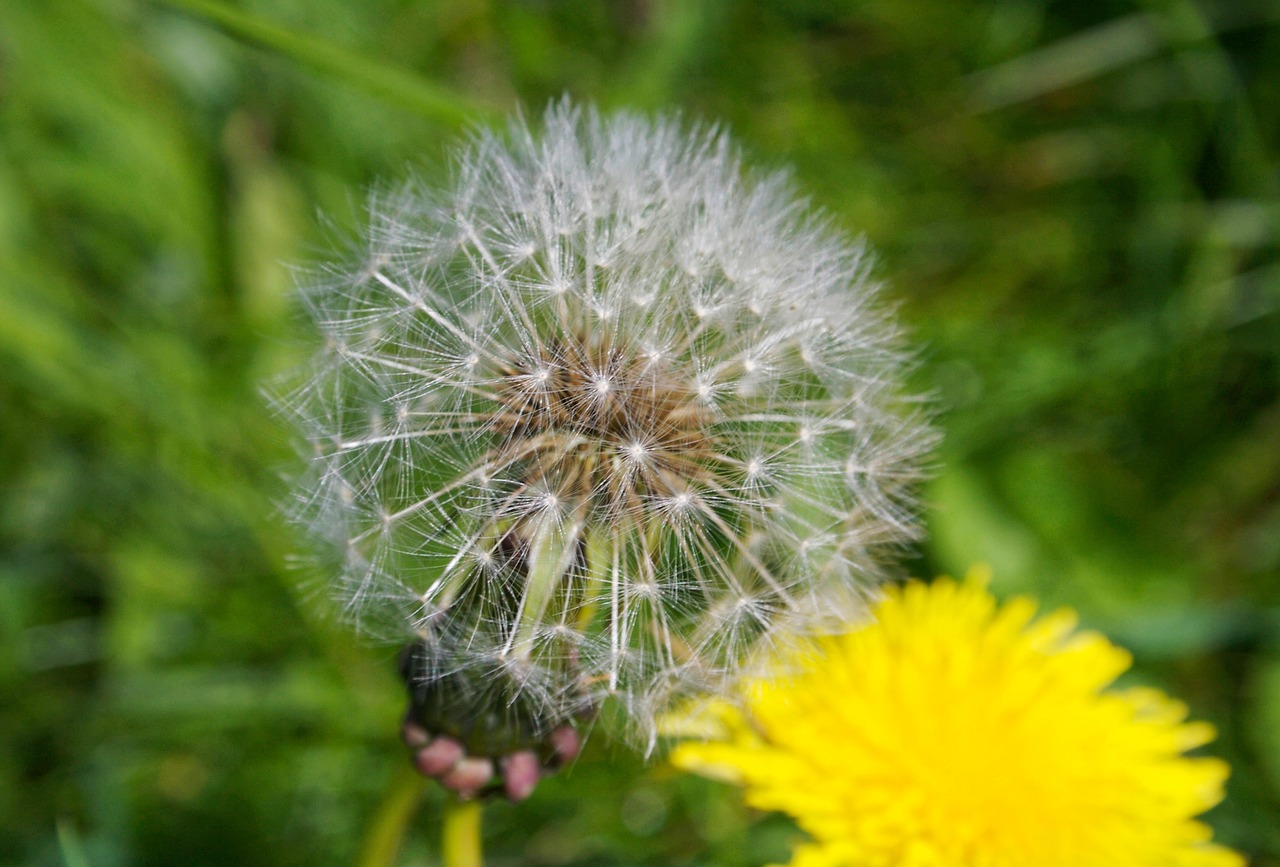 dandelion clock nature free photo