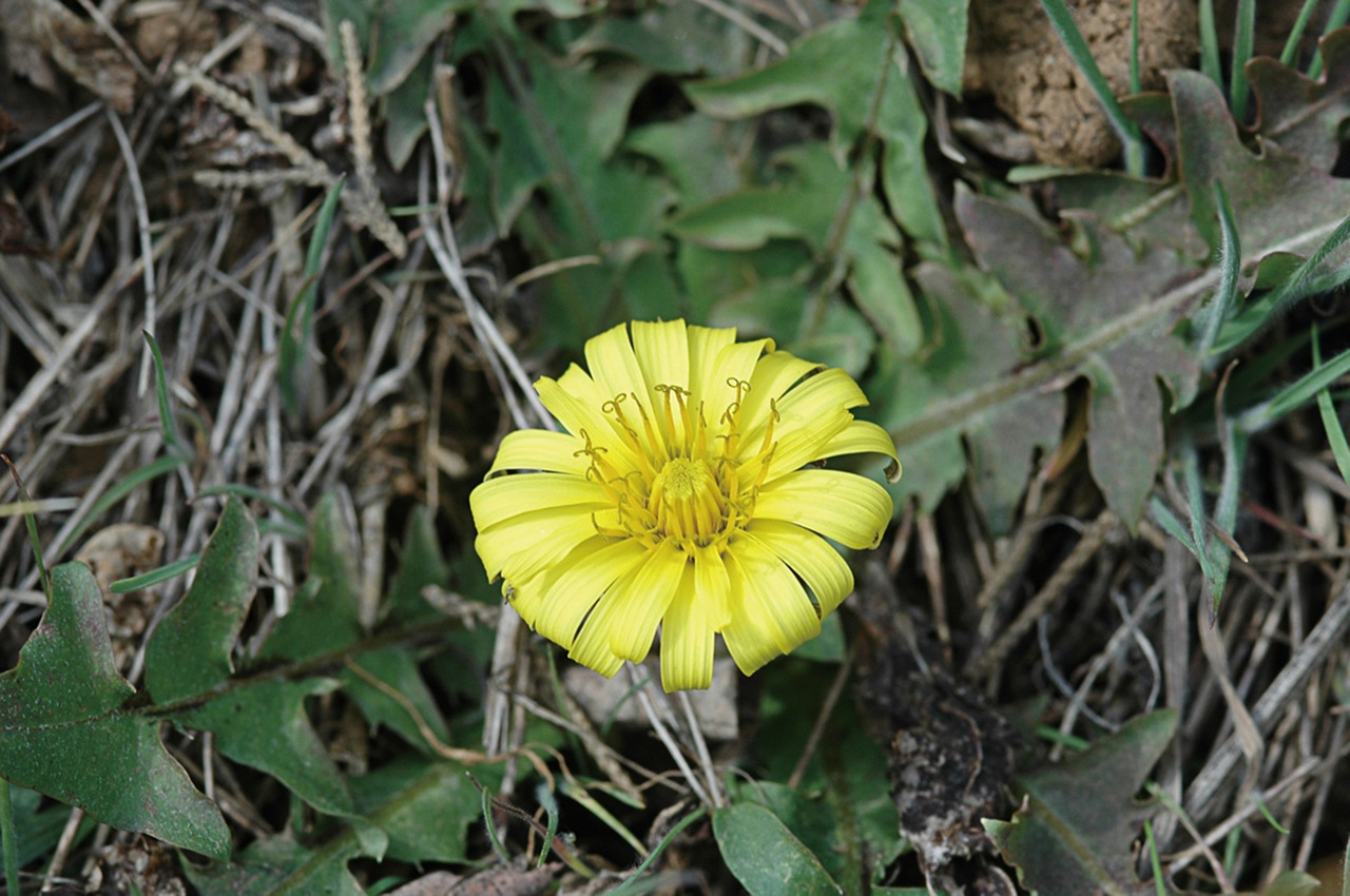 dandelion plants flowers free photo