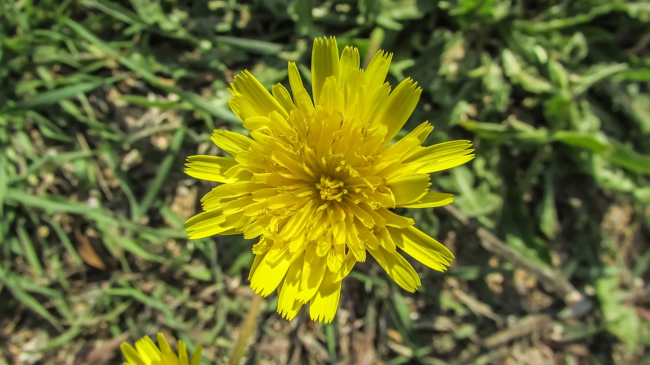 dandelion flower plant free photo