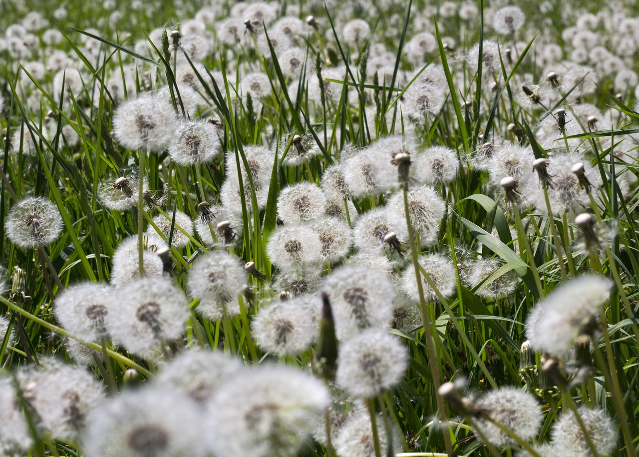 dandelion flowers nature free photo