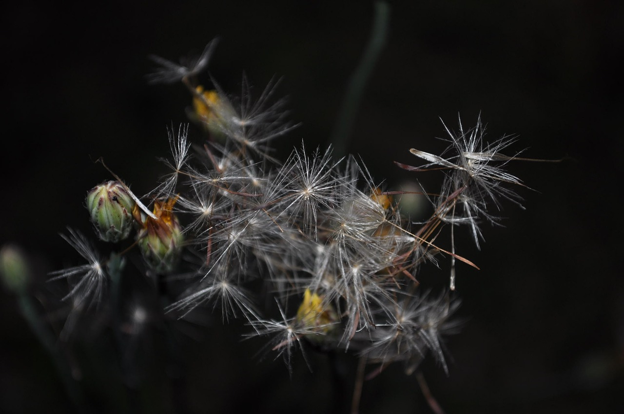 dandelion plant nature free photo