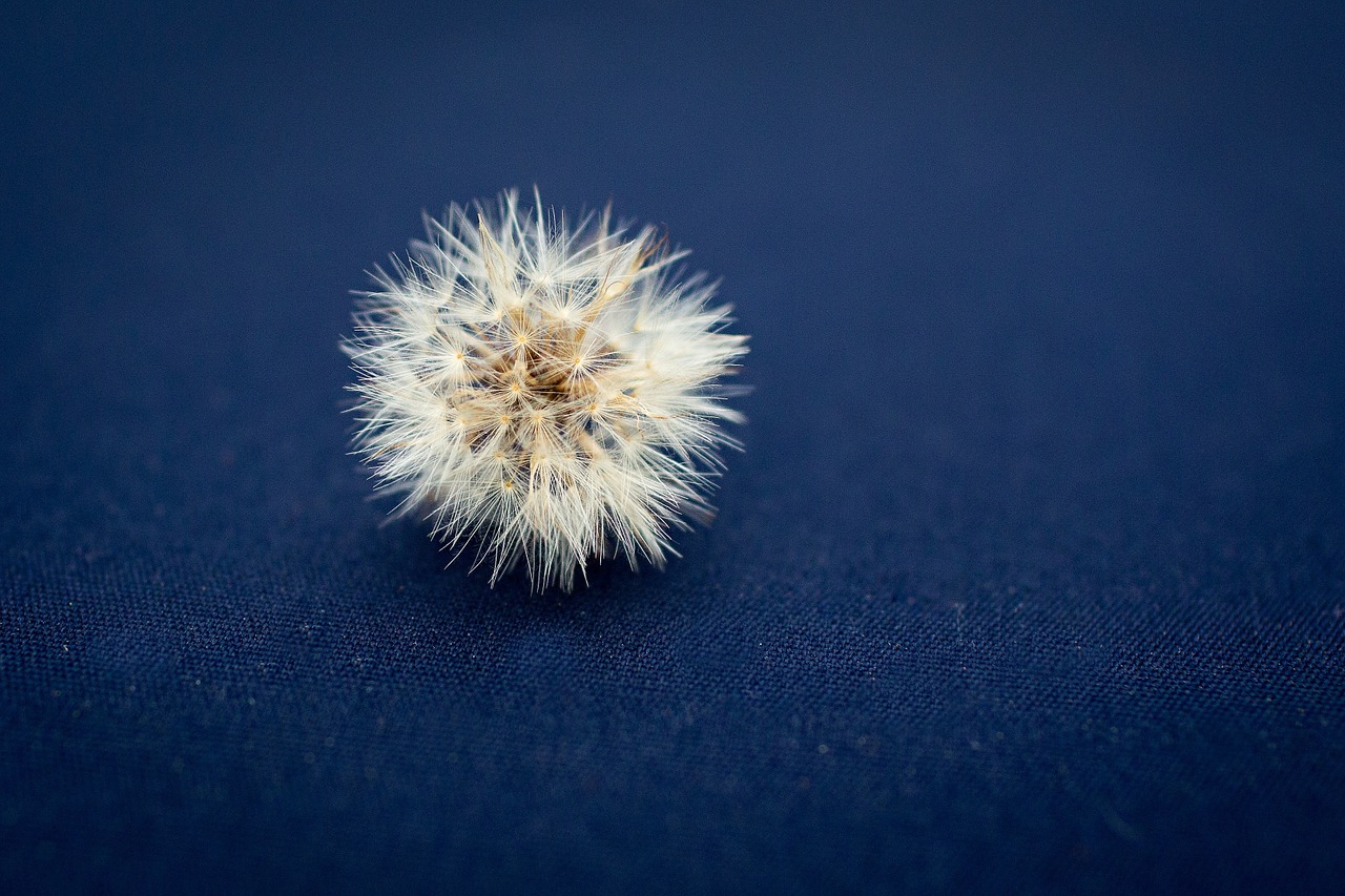 dandelion flower seed free photo