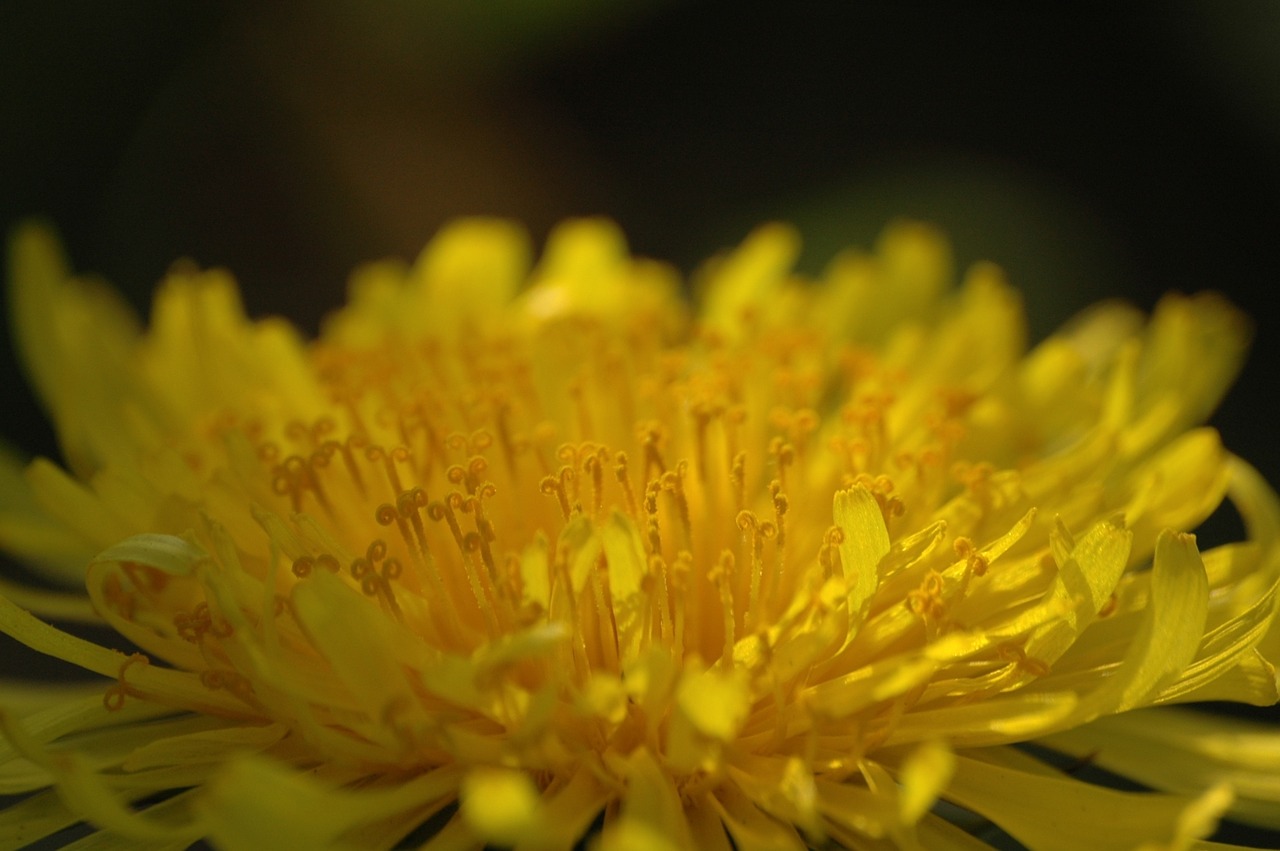 dandelion flower yellow free photo