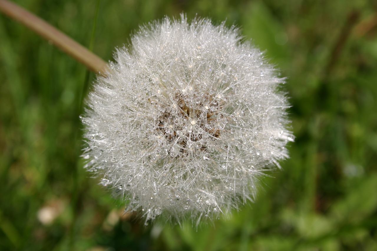 dandelion plant nuns free photo