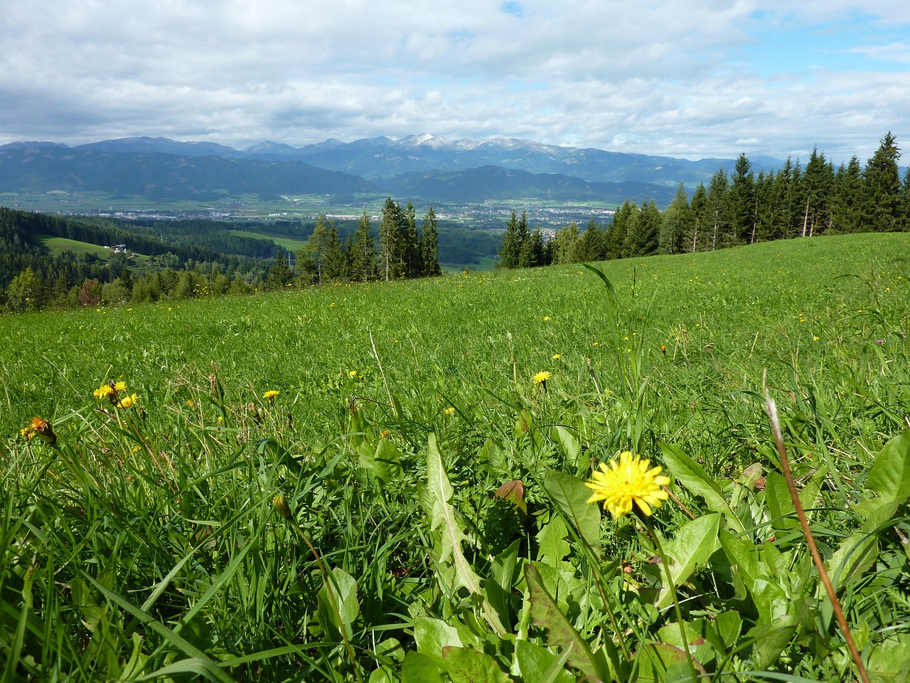 dandelion meadow mountains free photo