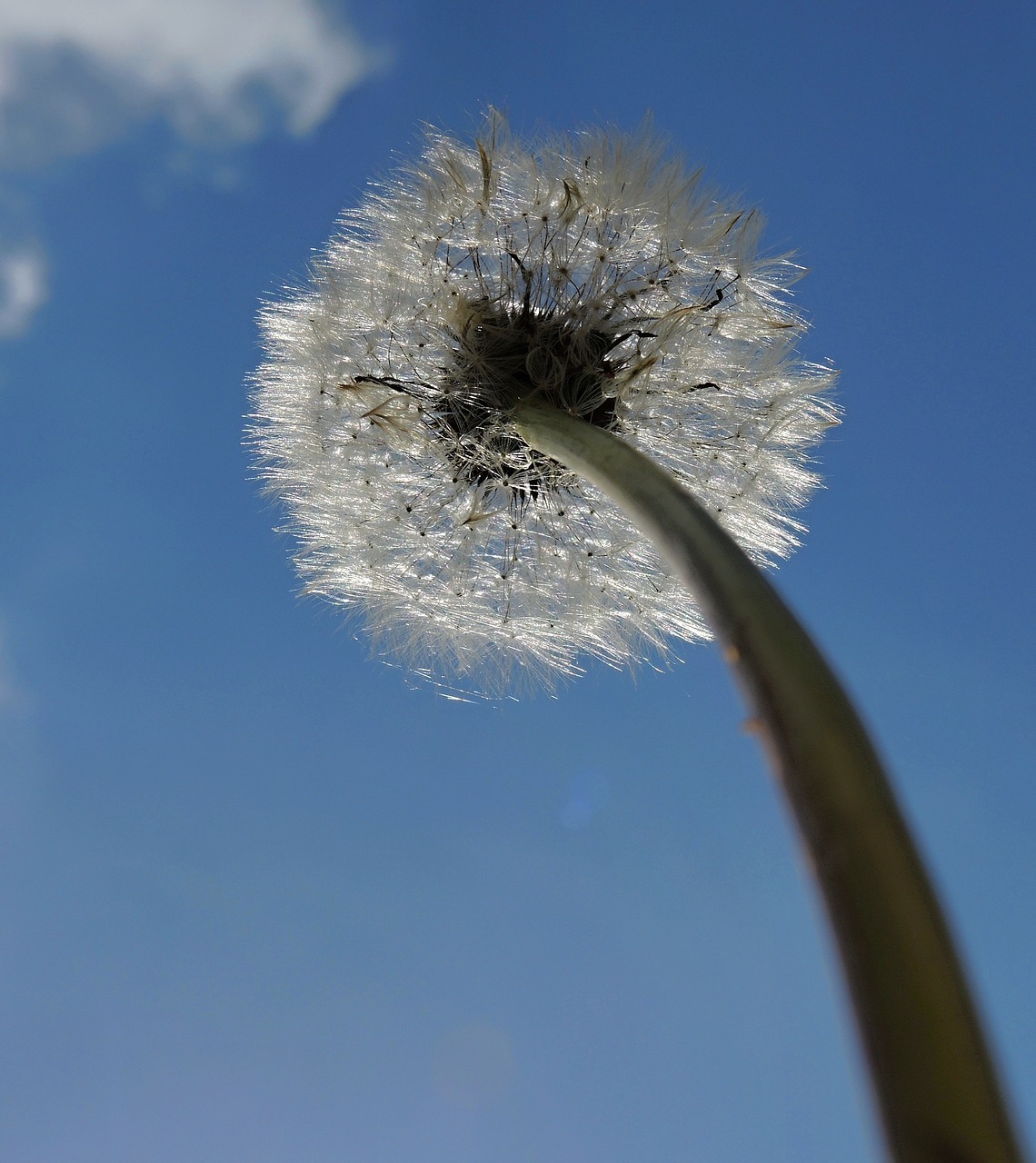 dandelion heaven sky free photo