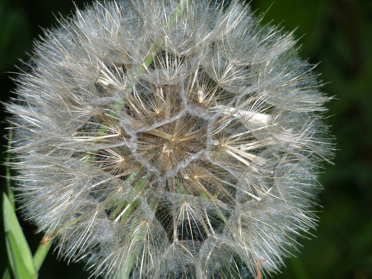 dandelion close seeds free photo