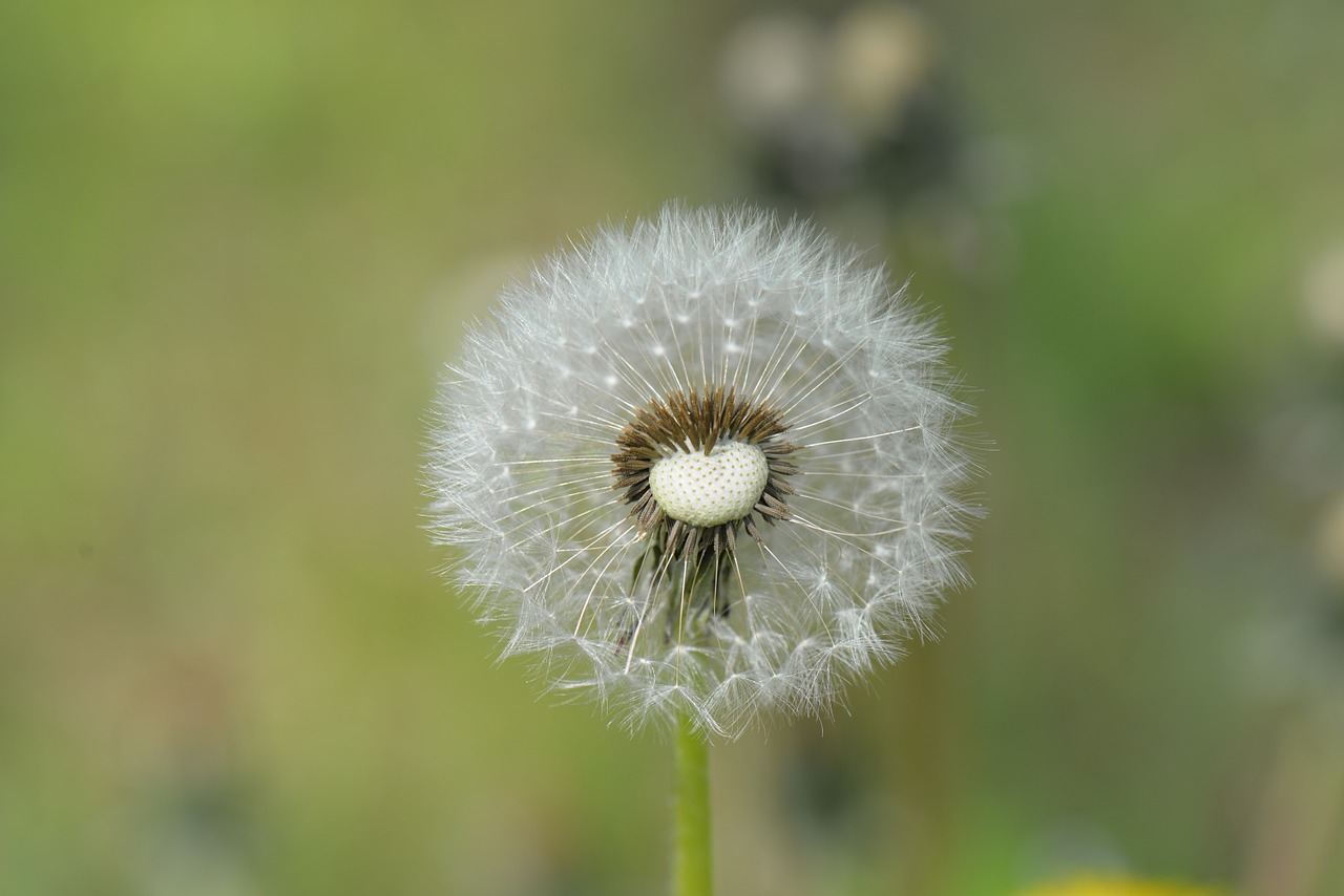 dandelion seeds free pictures free photo