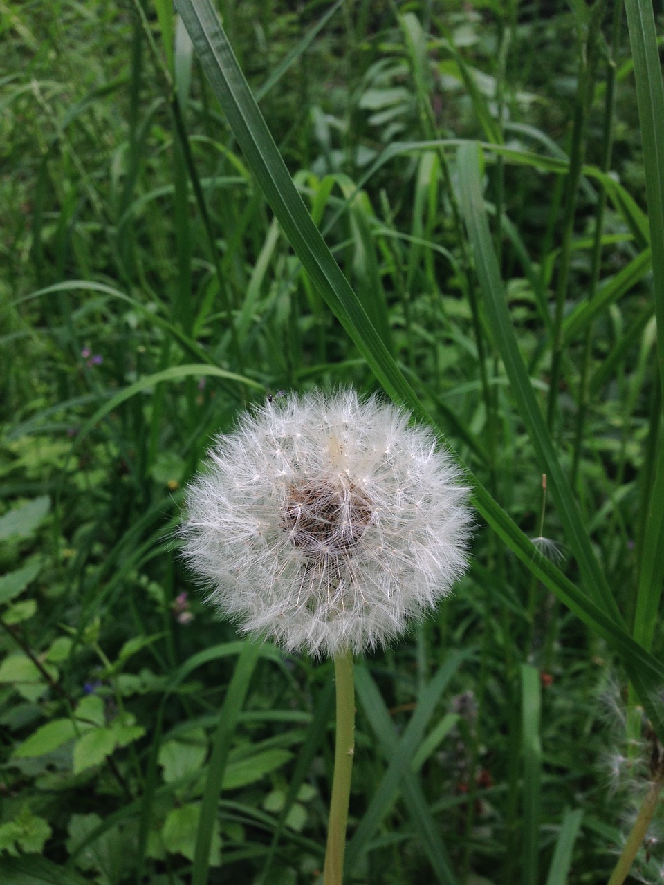 dandelion spring flower free photo