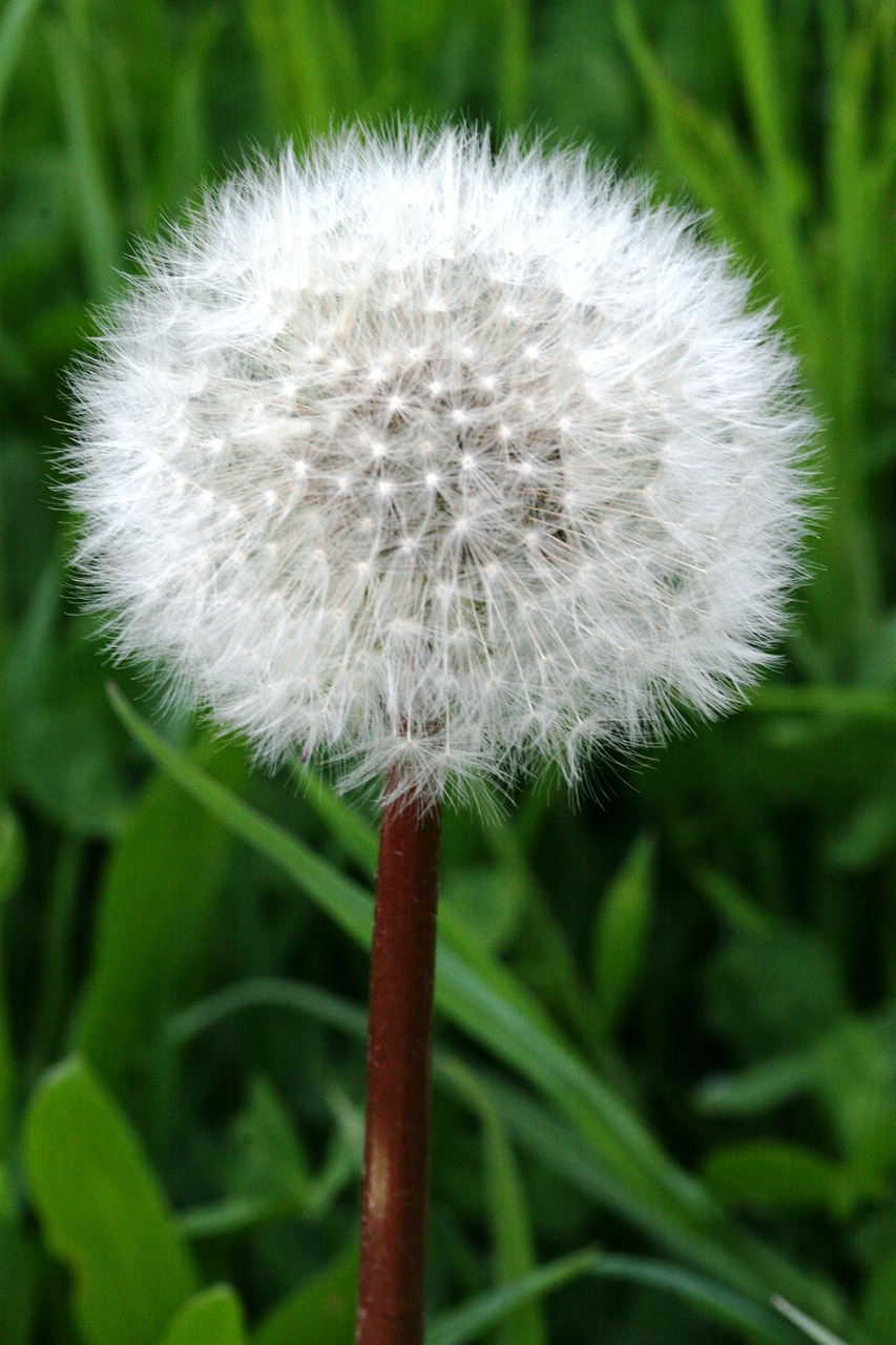 dandelion flower nature free photo