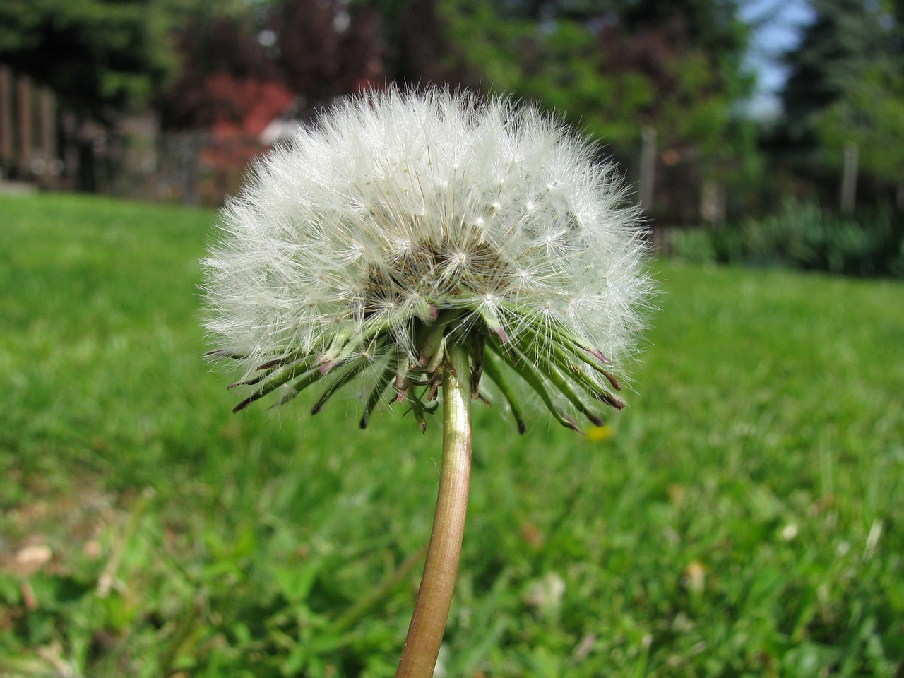 dandelion plant nature free photo