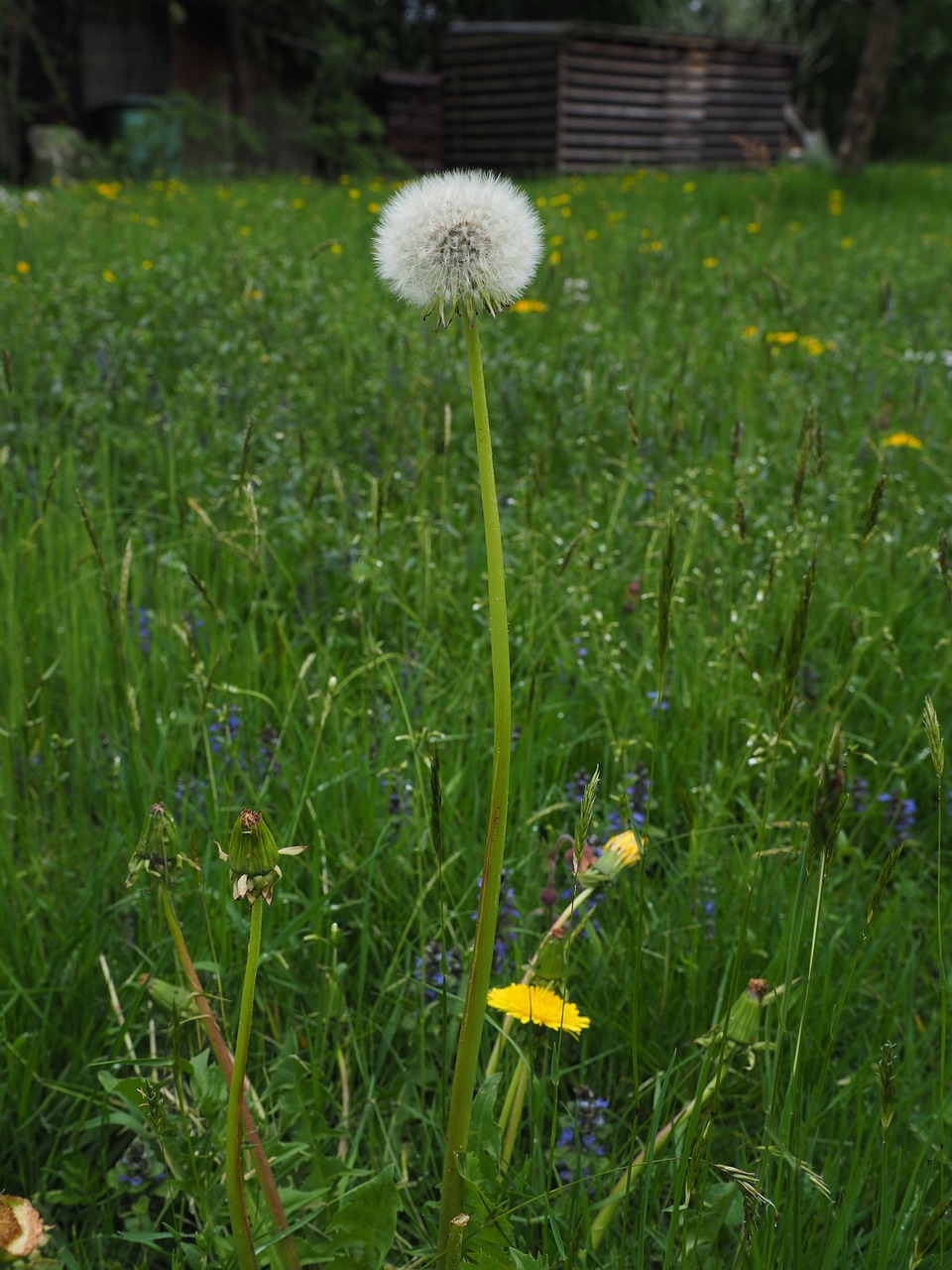 dandelion spring meadow free photo
