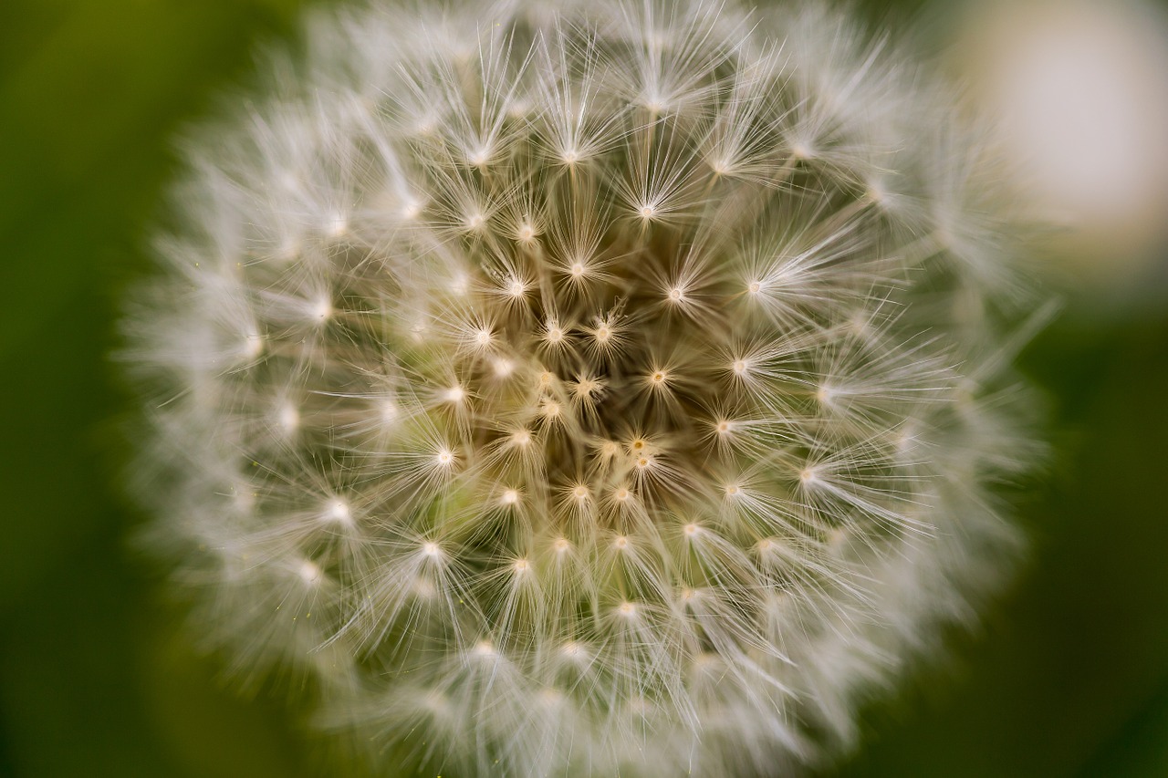 dandelion macro flower free photo