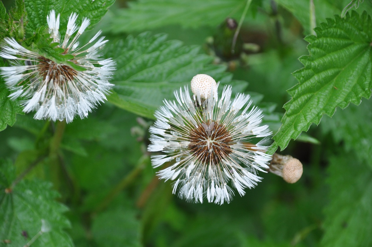 dandelion summer nature free photo