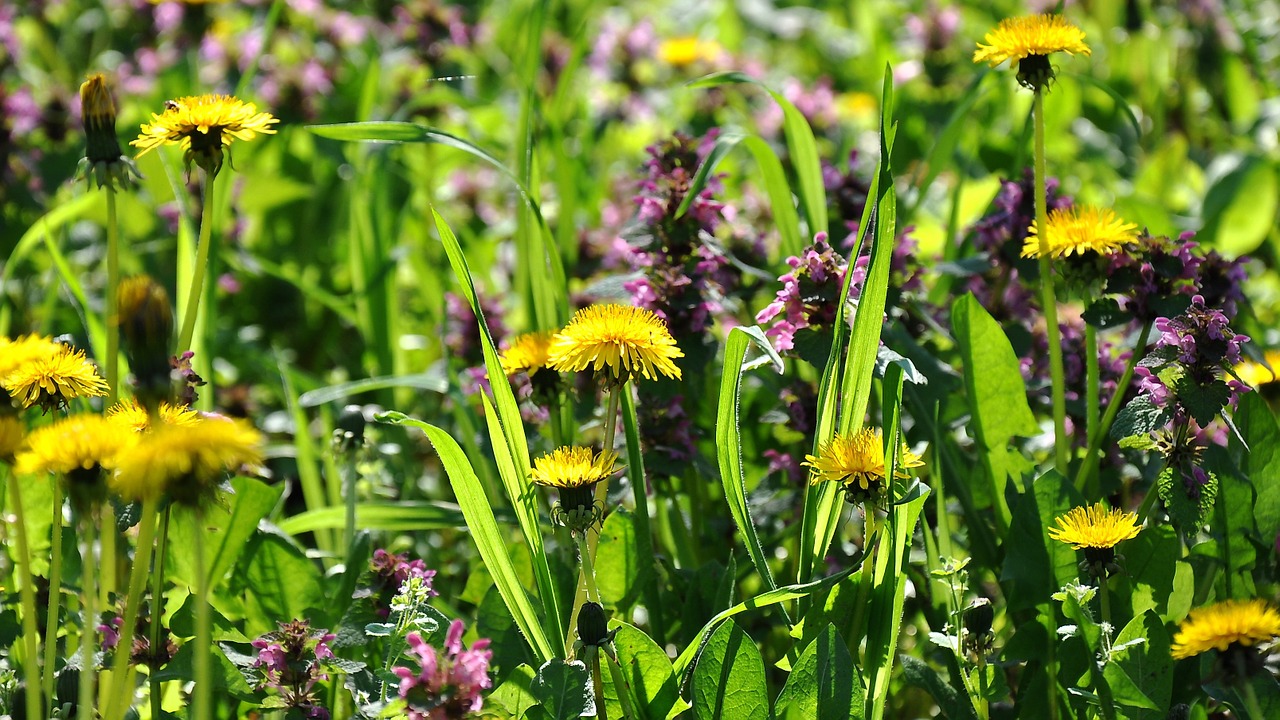 dandelion yellow flower spring free photo