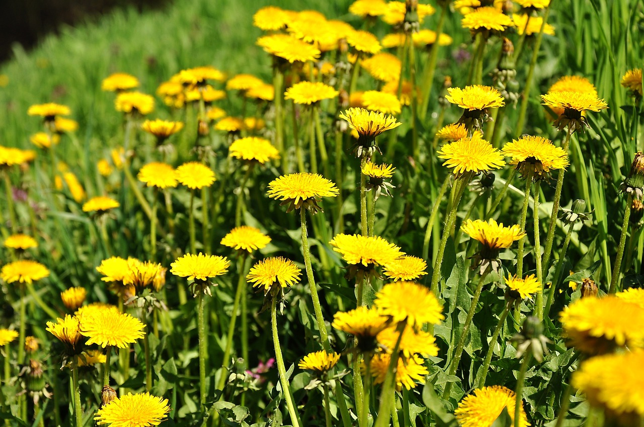 dandelion yellow flower spring free photo